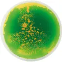 Set de 5 dalles sensorielles